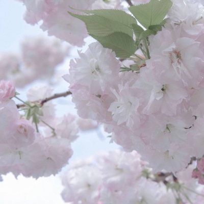 澜沧福瑞交流群